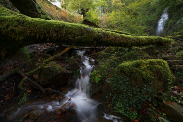 Selva del Gorbea