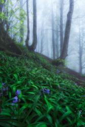 Bosque de Okina